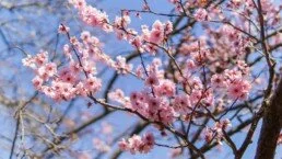 Sakura en fleurs
