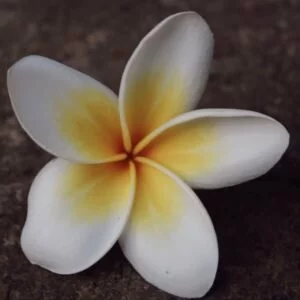 fleur de Bali