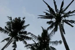palmier bali ciel bleu