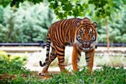 Le Temple du Tigre Thaïlandais